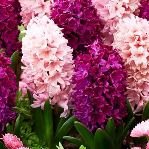 Bulbi Fiori Perenni da Esterno - 15 Bulbi Giacinto Mix Viola e Rosa - Piante e fiori esclusivi dall’Olanda - 3 varietà profumate - per giardino, vaso e vetro (non semi, non artificiali)