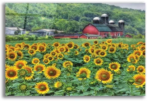 Epic Art 'Sunflower Field' by Lori Deiter Acrylic Glass Wall Art, 16x12