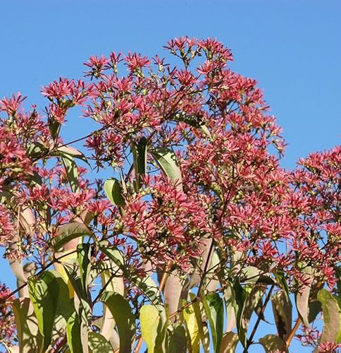 Sieben Söhne des Himmels Temple of Bloom 125-150cm - Heptacodium miconioides - lebende Gartenpflanze aus den Baumschulen