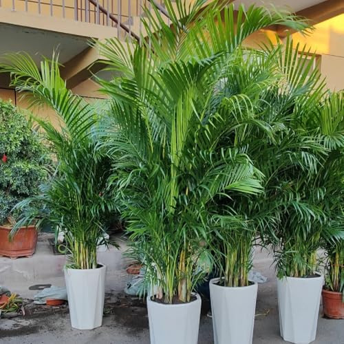 Goldfruchtpalme, stauden winterhart mehrjährig Dypsis lutescens, grünpflanzen zimmerpflanzen balkonpflanzen winterhart blumensamen büropflanzen bio 200Samen