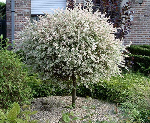 Salix Hakuro Nishiki – Japanische Harlekin-Weide Stämmchen | Stammhöhe 100 cm | Mehrere Größen Verfügbar