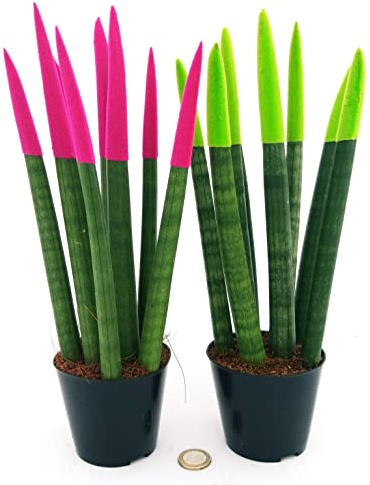 POWERS TO FLOWERS - SANSEVERIA CILINDRICA COLOR LIFE ROSA e VERDE, Altezza 25/30cm, piante vere