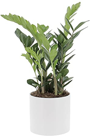 KENTIS - Zamioculcas Zamiifolia - Piante Vere da Interni - Purifica Aria - H 50-60 cm Vaso Ø 17 cm