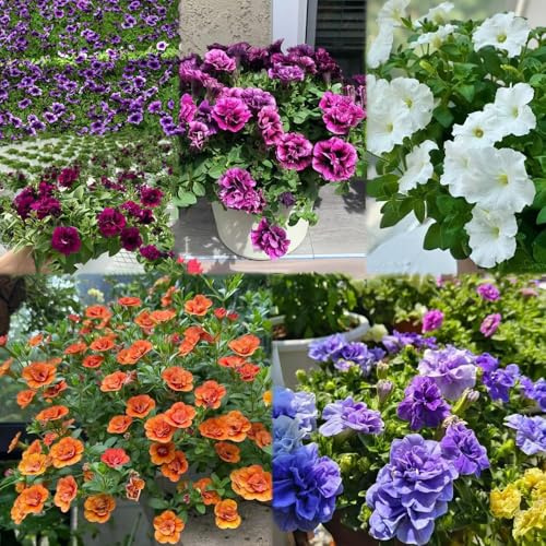 semi di petunia appendendo bonsái giardino esotico - Serie di semi rari 500pcs