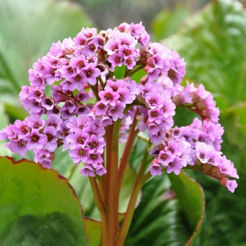 semi di bergenia - bergenia cordifolia - cucina da balcone, tappezzante perenne resistente giardino di sul balcone, 25pcs