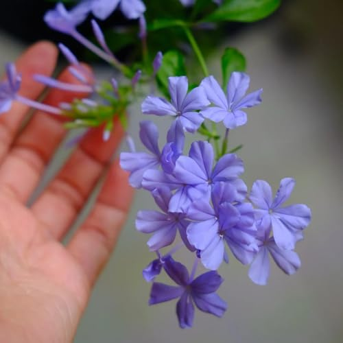 semillas de tallo de plumbago, balcón para Decoración jardín para exteriores 300pcs