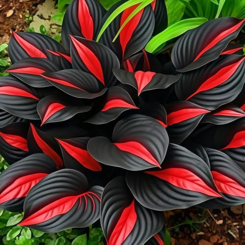 Rizoma Hosta-Richiede poca manutenzione/Resistente/Decorazione da giardino/Perfetto per chi è sempre indaffarato.-6Rizoma-B