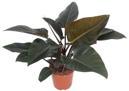 Philodendron Kongo Röd - 70-80cm - Ø27cm - Krukväxt - Vintergrön