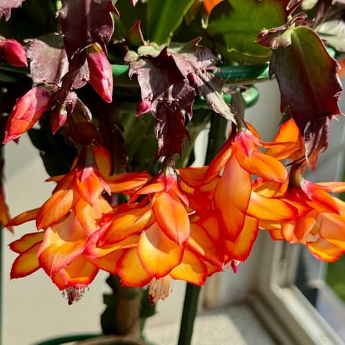Cactus Natale ornamentali zone giardino interno selvatici esotici 250semi