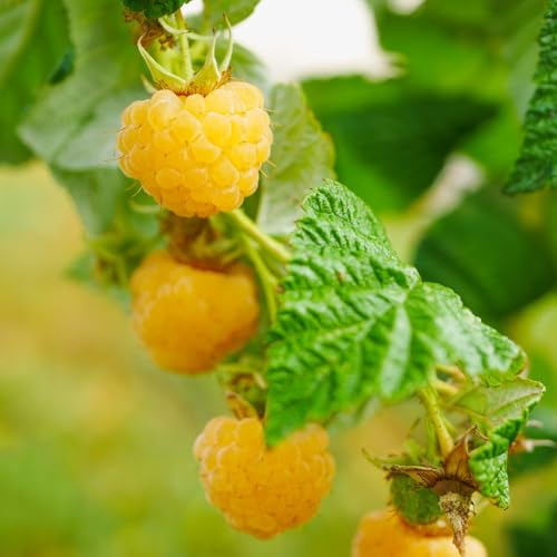 Semillas de frambuesa - comprar columnares variedades antiguas de balcón frutal semillas enanos, resistentes huerta 350pcs