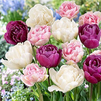 30 Double Late Mixture Tulip Bulbs - Tulipa Double Late