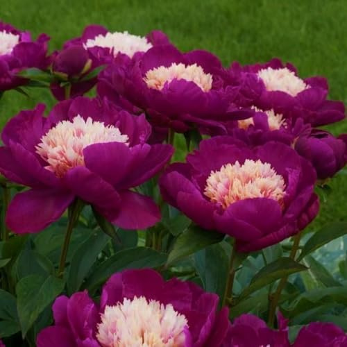 Rizomi di peonia perenne, peonie resistenti, ideali per la decorazione, Peonie che possono essere piantate ora, Prosperare nel giardino-d-1 rizoma