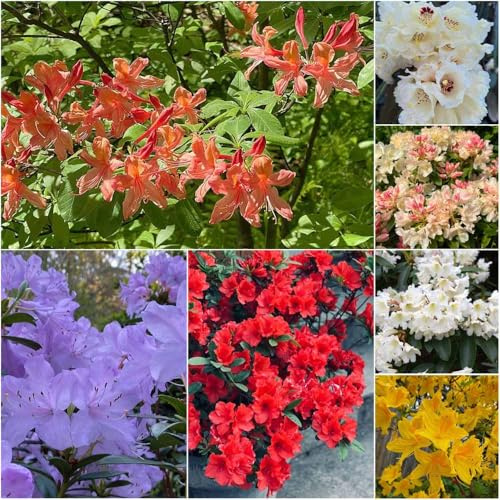 semi di rododendro perenni perenni resistenti azalea resistenti balcone giardino semi di rododendro 350pcs