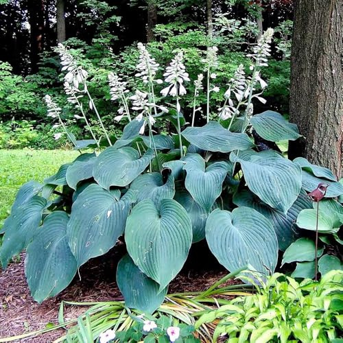 HostaSamen - bodendecker winterhart mehrjährig Funkien - winterharte für garten stauden winterhart mehrjährig 100pcs
