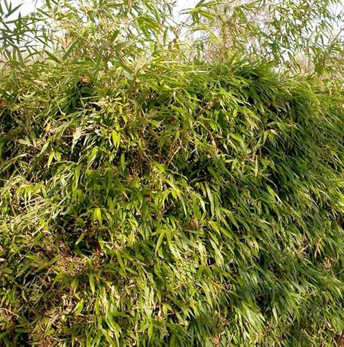 Gartenbambus Rufa 40-60cm - Fargesia murielae