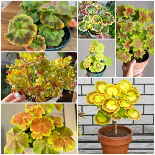 Semi di geranio appesi, Pelargonium hortorum, da giardino roccioso resistenti, resistenti per il giardino 120pcs
