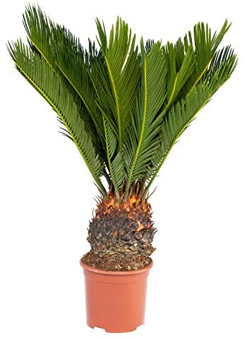Cycas revoluta - Japanese palm fern in 14cm Pot
