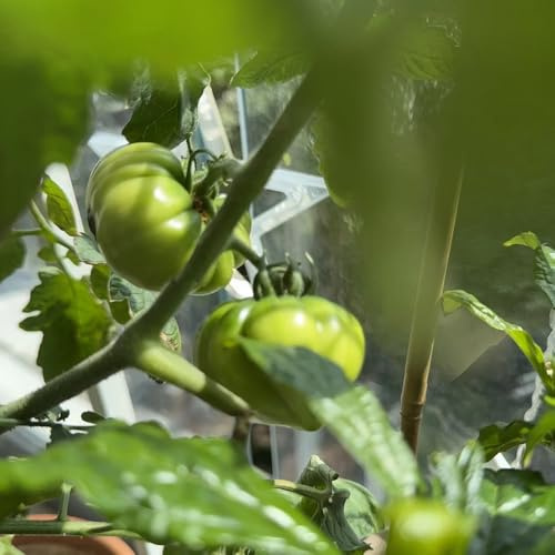 fleischtomaten, gemüsepflanzen, hochbeet ochsenherz tomatensamen bio anzucht alte gemüsesorten winterharte garten kletterpflanzen 200pcs