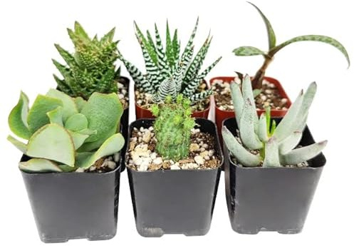Mix de 6 Suculentas Mini Plantas Fáciles de Mantener tanto en Interior como en Exterior