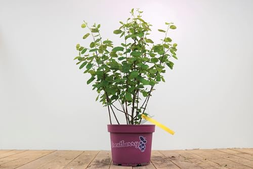 Felsenbirne Amelanchier alnifolia Greatberry Fruty 50-60 cm winterhart
