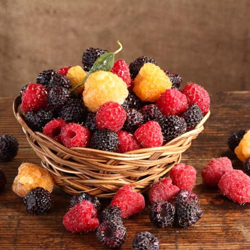 All Season Raspberry Plant Garden - 1 of Each - Heritage Raspberry, Golden Rasberrry, Joan J, and Tahi Black Raspberry from Hand PIcked Nursery