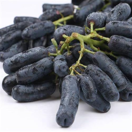 Rizomi d'uva,resistenti,uva a tavoletta,acquista viti,rare,Decorazioni da giardino,Gratis e fragrante,Rizomi d'uva coltivazione,Piantare la vite.-4knolle-J