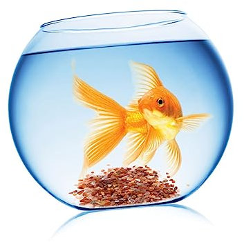 HAPINARY Flusssteine Kieselsteine Deko Aquarium Pflanzen Bunt Naturlich Für Wassergärten Teiche Terrarien