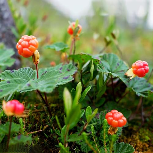 Moltebeeren, obstbäume kaufen bodendecker geschenke für gärtner obstgarten säulenobst alte sorten bio balkonpflanzen obstpflanzen stauden winterhart mehrjährig seltene 100Samen