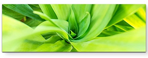 Leinwandbilder | Bilder Leinwand 150x50cm grüne Pflanze – Nahaufnahme