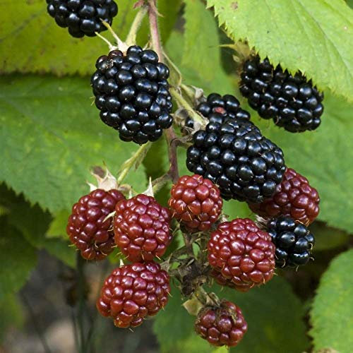 BlackBerry Rubus 'Thornless Evergreen' Deciduous Hardy Fruit Shrub | 9cm Pots