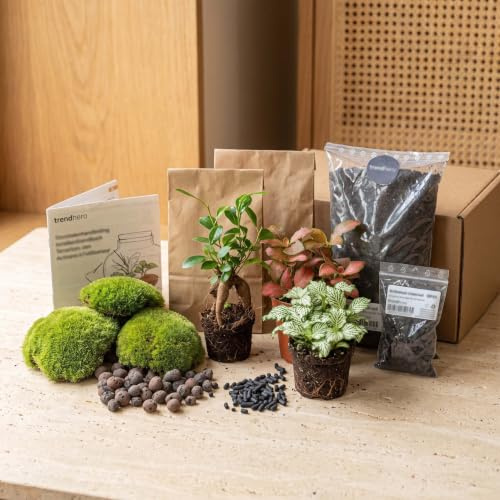 urbanjngl - Bonsai Ficus Ginseng Terrarium Start- und Nachfüllpaket – 3 Terrarienpflanzen für DIY-Projekte – ideal für Gartenliebhaber und Pflanzenfreunde