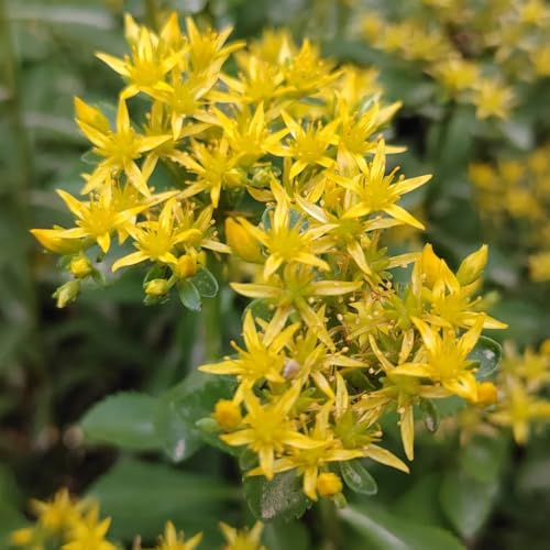 sedum de jardín perennes resistentes al invierno de jardín semillas silvestres balcón primavera del 10pcs