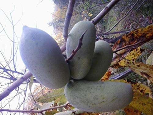 2 PIANTE ASIMINA TRILOBA BANANO DI MONTAGNA PRIMIA,SUNFLOWER 22 VARIETA DISPONBILI