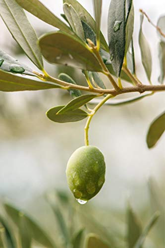 Pianta di Ulivo Albero di Olivo varietà Coratina Età 2 anni Pianta da esterno di Ulivo o Olea Europea Pianta vera da mangiare di Ulivo o Olivo venduta da eGarden.store