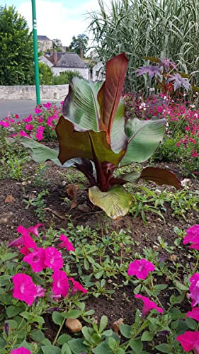 Musa maurelii/Ensete ventricosum - Bananier d'Abyssinie rouge/Conteneur de 2 à 2.9 litres/Sans feuilles en Hiver/Plante caduque