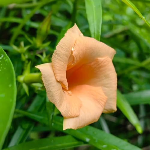 semi di oleandro, decorazione Nerium oleandro, semi di estivi da esterno giardino all'esterno varietà 10pcs