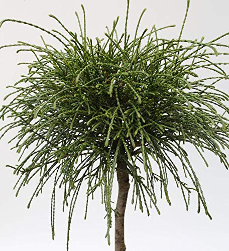 Hochstamm Faden Lebensbaum Whipcord 80-100cm - Thuja plicata - lebende Gartenpflanze aus den Baumschulen