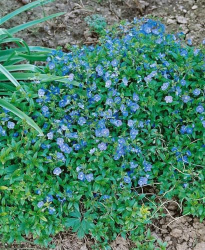 Veronica umbrosa 'Georgia Blue' 9x9 cm Topf – Winterhart, Mehrjährig, Pflegeleicht – Ehrenpreis – Bodendecker für Beet & Steingarten