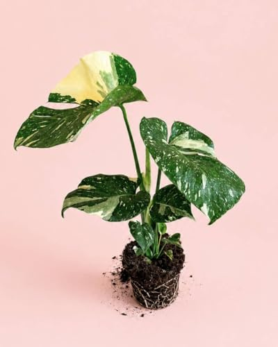 PUR PLANT Monstera Thai Constellation | Planta natural de interior premium | Maceta de Ø15 cm | Costilla de Adán Thai Constellation
