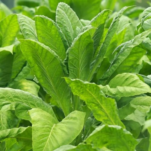 semi di tabacco, culinarie giardino Nicotiana tabacum, semi di aromatiche 150pcs