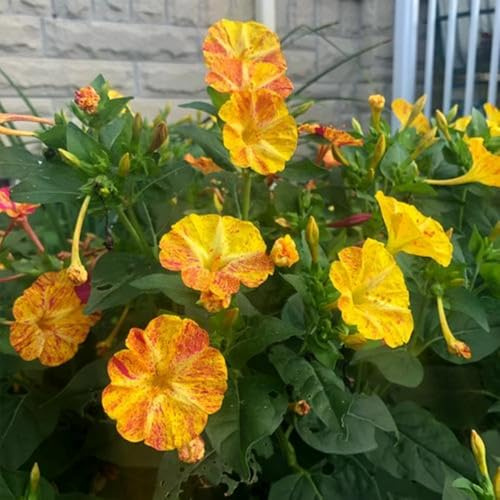wunderblumesamen winterhart - bio stauden, mehrjährige steingarten exotische 100pcs