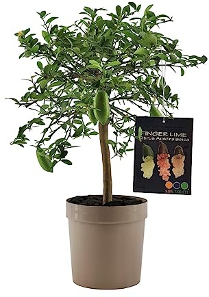 Pianta di Finger Lime/Caviale di Limone - Citrus australasica - H50-60cm - vaso ø18 (Tortora)