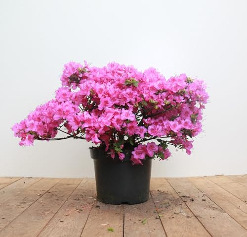 Japanische Azalee Rhododendron obtusum Königstein 30-40 cm winterhart | Kompakter Wuchs, rosa Blüten, pflegeleicht, halbschattig, ideal für Beet, Vorgarten und Balkon