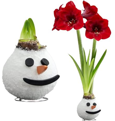 FLORIUM - Wachs Amaryllis Zwiebeln Snowman - Wachsamaryllis 28/30 Großformat | 1 Stück | gewachst/wax | ohne Gießen | Exklusive Zimmerpflanzen aus Holland - Hippeastrum(kein glas, vase und Topf)