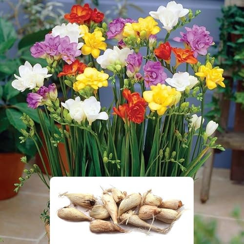 12 x Double Mixed Freesia Bulbs – Stunning Summer Blooms in Vibrant Colours – Perennial Plants Perfect for Your Garden – Thrives in UK Climate Conditions