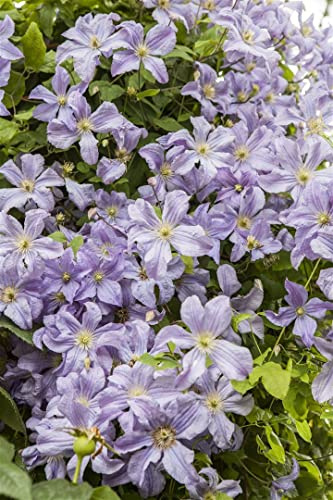 Waldrebe Clematis viticella Prince Charles 40-60 cm winterhart | Purpurrote Blüten, lange Blühzeit, ideal für sonnige bis halbschattige Standorte, robust und wüchsig