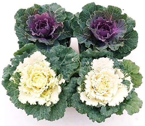 POWERS TO FLOWERS - BRASSICA, CAVOLO ORNAMENTALE, 4 PIANTE BIANCO/VIOLA, Vaso 14cm, Piante Vere