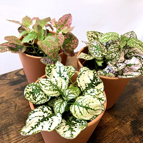 Pack de 3 Fitonias Naturales para Interior o Exterior en Maceta Ø9 cm para Decoración Hogar o Regalo - San Valentín - Mujer Regalo día De la Madre