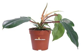 Pianta di Filodendro Pianta di Philodendron Squamiferum pianta da interno pianta da arredo pianta tropicale pianta ornamentale di Philodendron pianta vera venduta da eGarden.store (Vaso 12 cm)