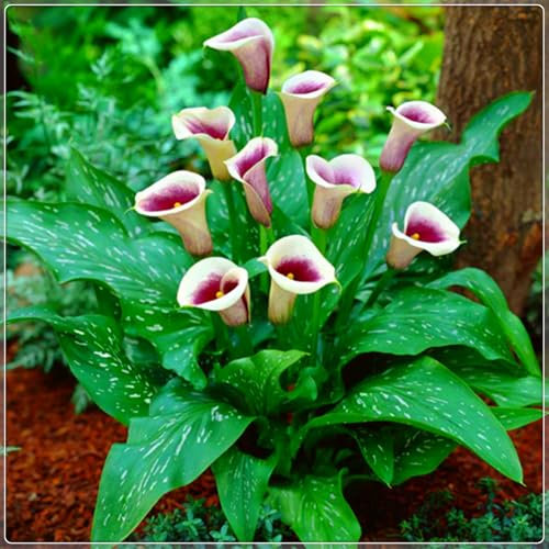 Calla Lily Plants for Sale,Calla Lily Mix,Good for Containers Golden Jade Carving Feels Beautiful-2bulbs-H